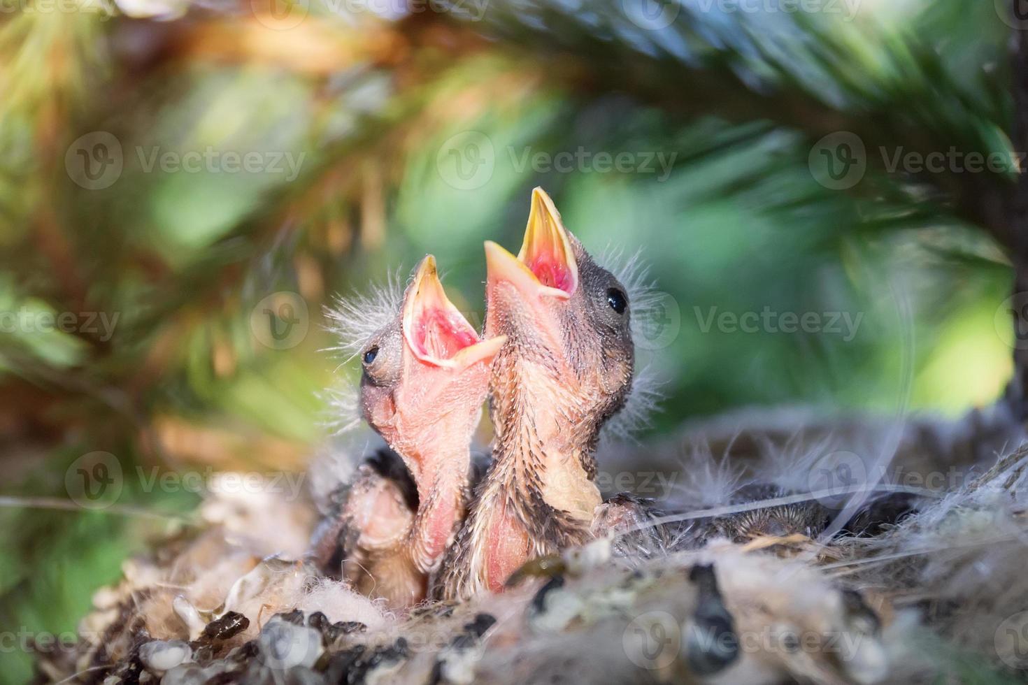 pájaros amarillos con la boca abierta en el nido foto