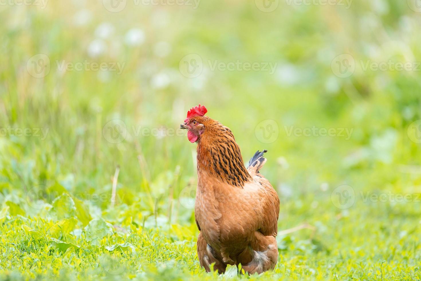 pollo saludable en el jardín. foto