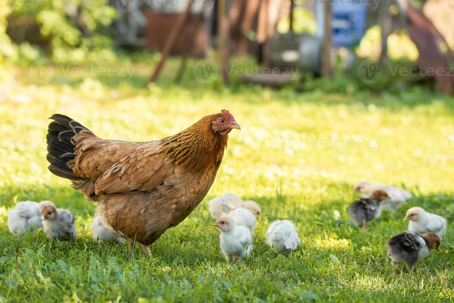 Poultry in a rural yard. Hen and chickens in a grass in the village against sun photos. Gallus gallus domesticus. Poultry organic farm. Organic farming. Sustainable economy. Natural farming. photo