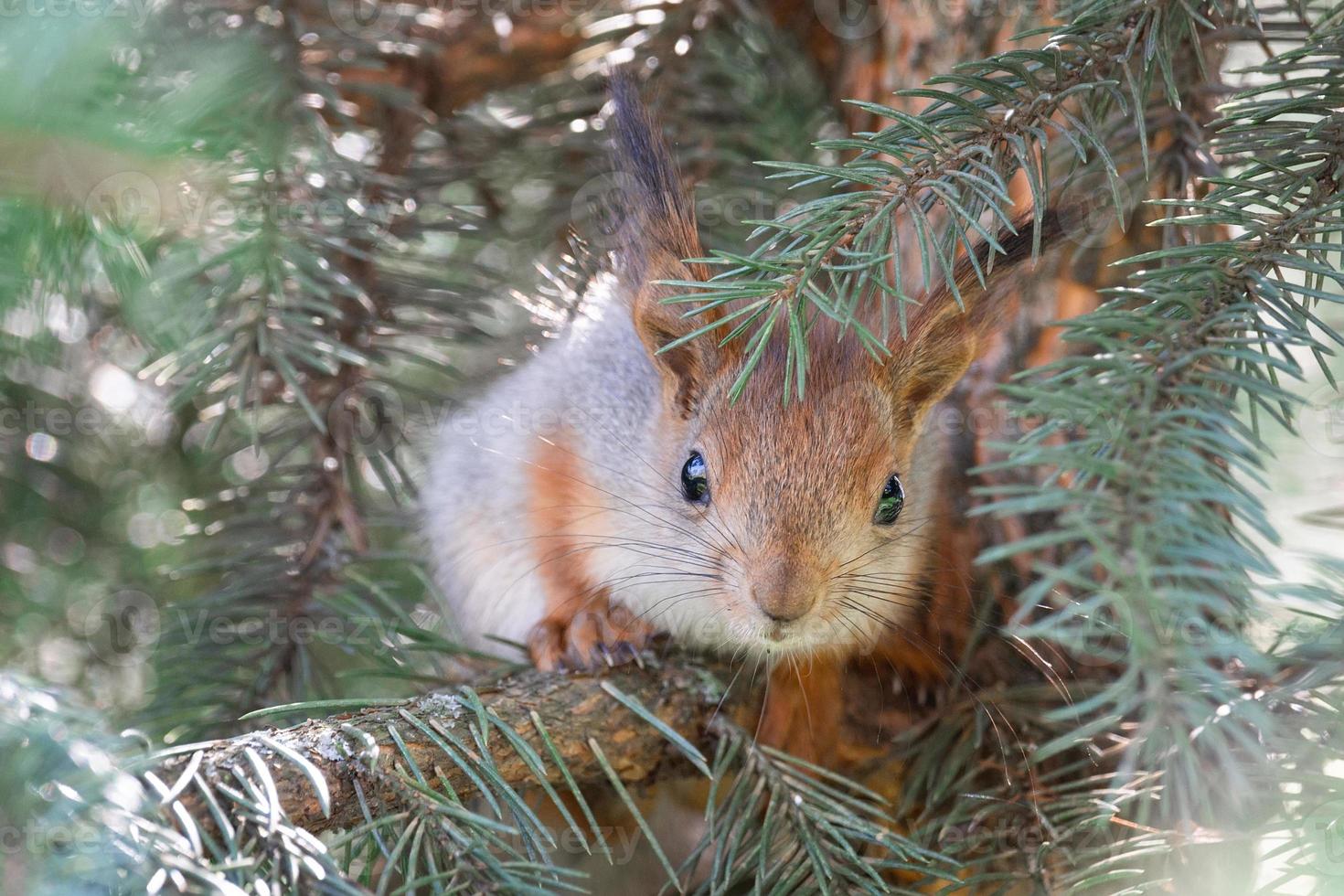 The squirrel with nut sits on a branches in the spring or summer. Portrait of the squirrel close-up. Eurasian red squirrel, Sciurus vulgaris.. photo