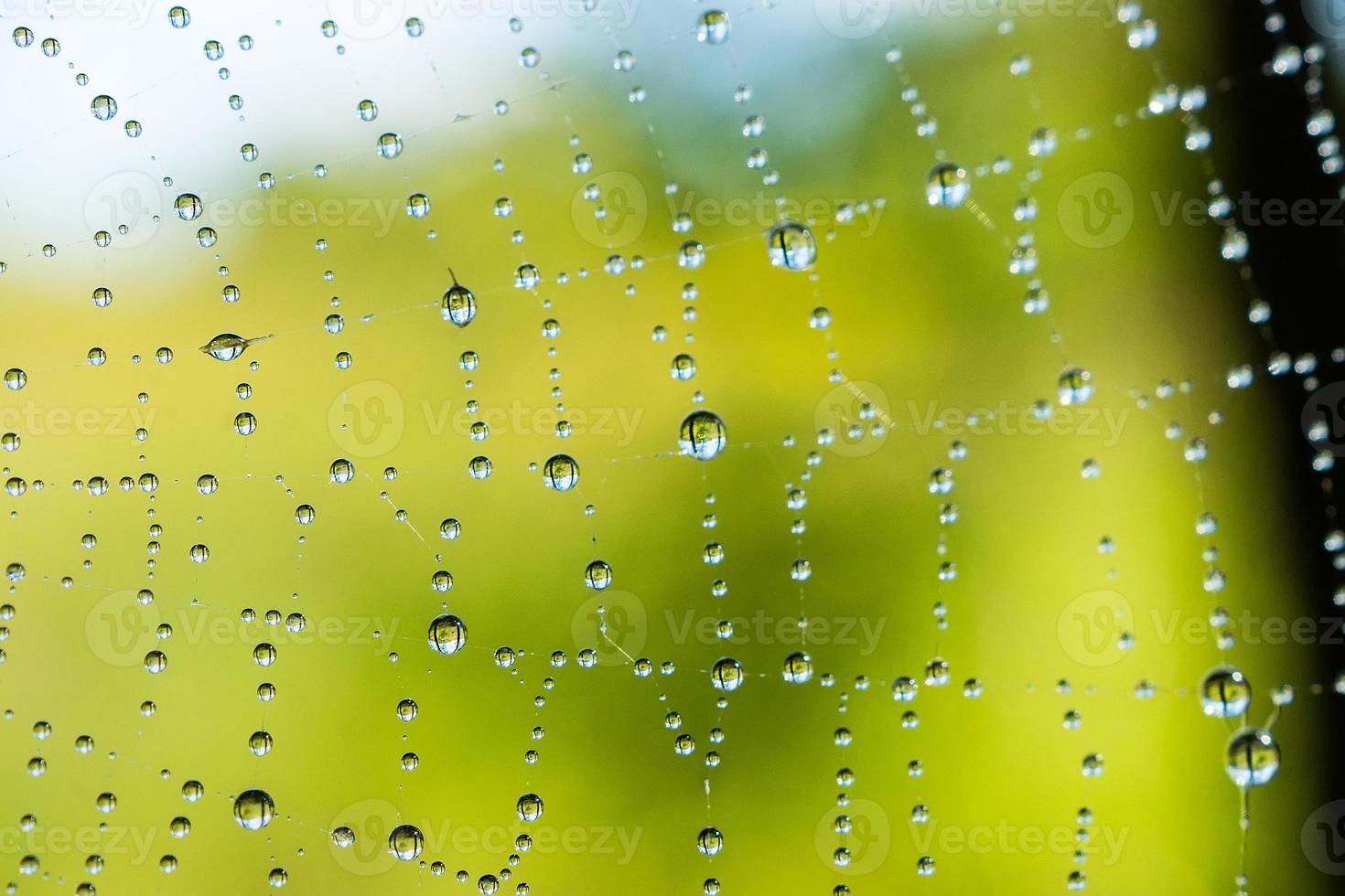 Background web close-up. photo