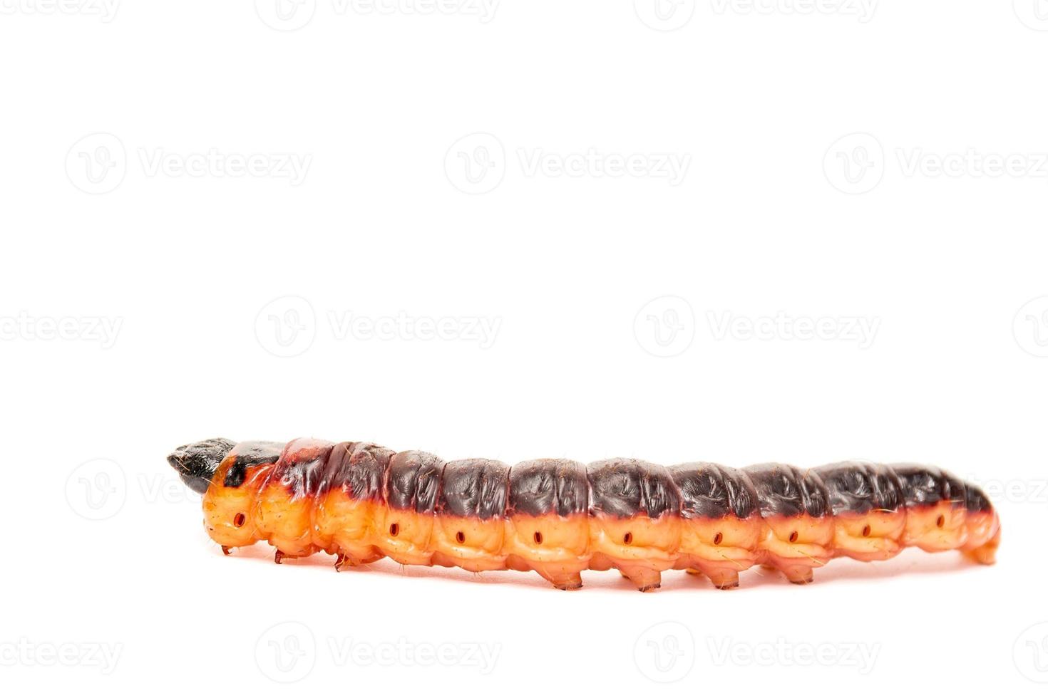 The big red catterpillar of Goat Moth Cossus cossus, isolated on white.. photo