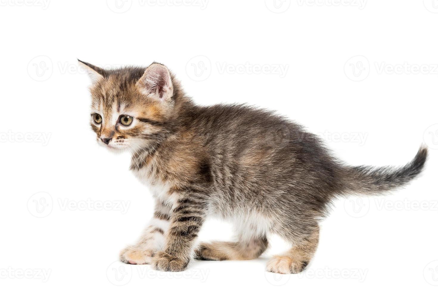 Gray kitten isolated on a white background. photo