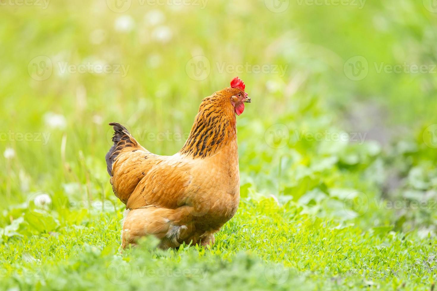 pollo saludable en el jardín.. foto