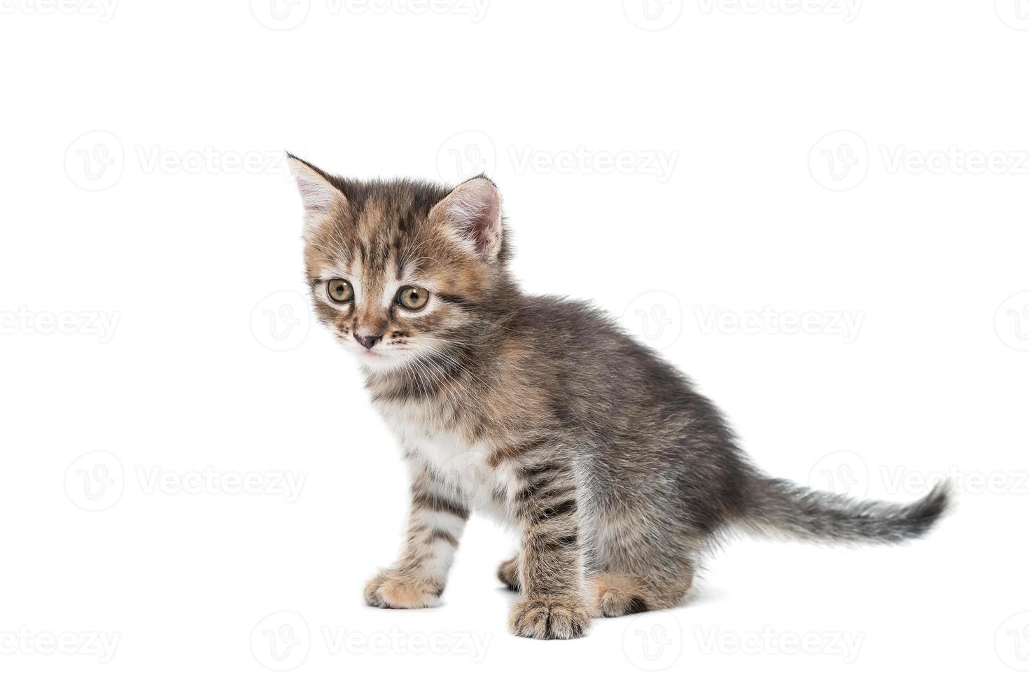 Gray kitten isolated on a white background. photo