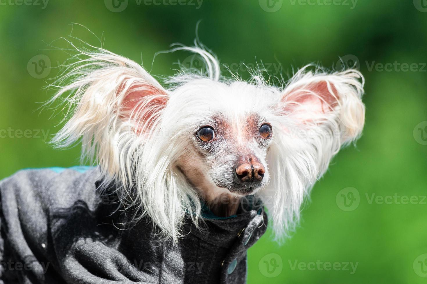 Chinese Crested Dog. photo
