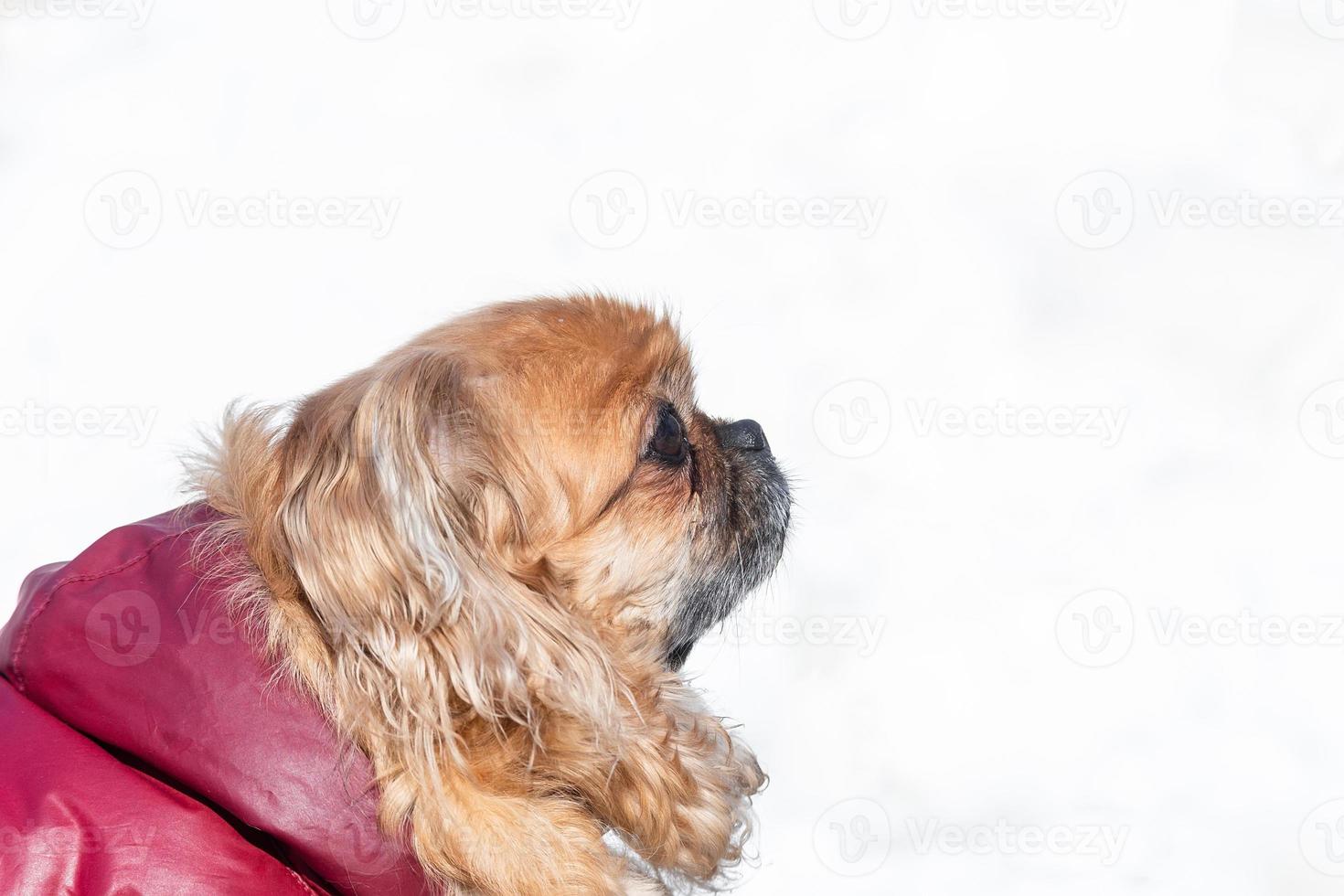 Small little Pekingese dog in winter photo