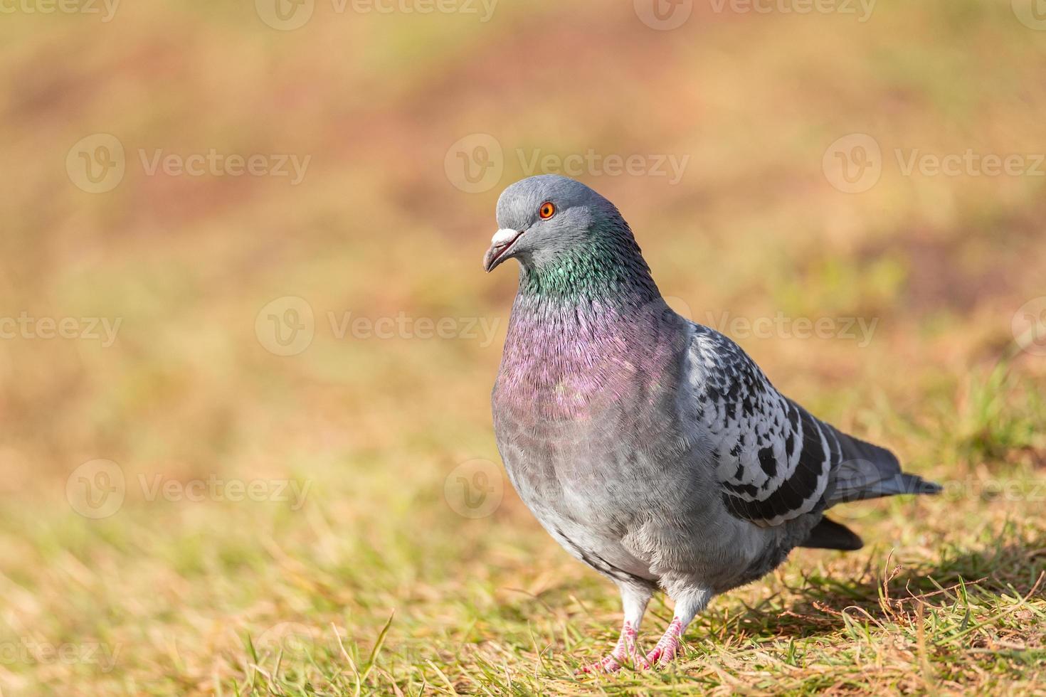 Beautiful pigeon bird standing on grass photo