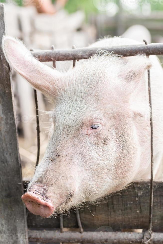Pig farming raising and breeding of domestic pigs.. photo