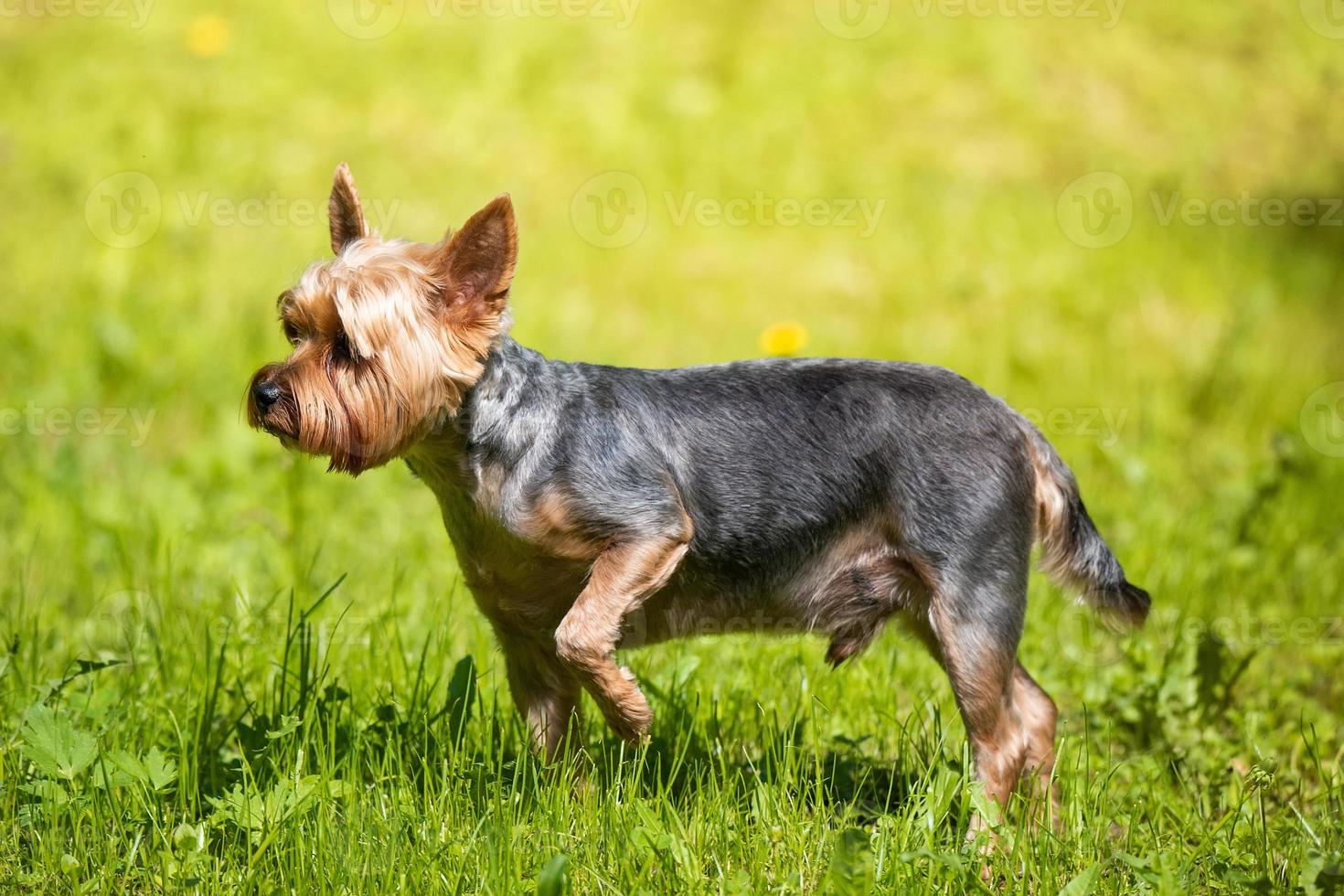 Female Yorkshire Terrier dog. photo