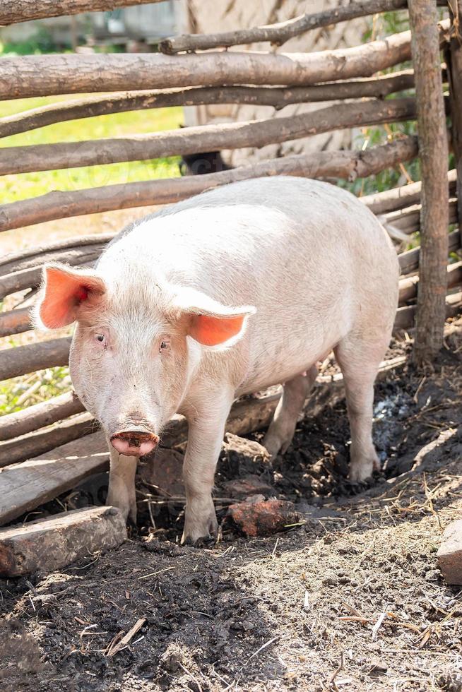 Pig farming raising and breeding of domestic pigs.. photo