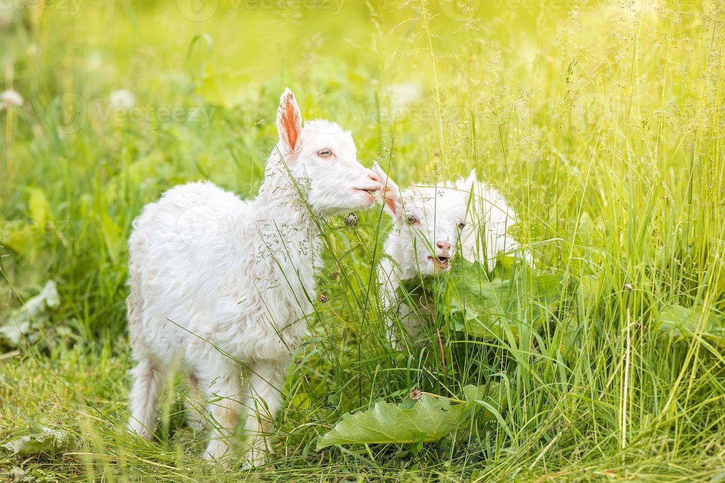 goat on grass photo