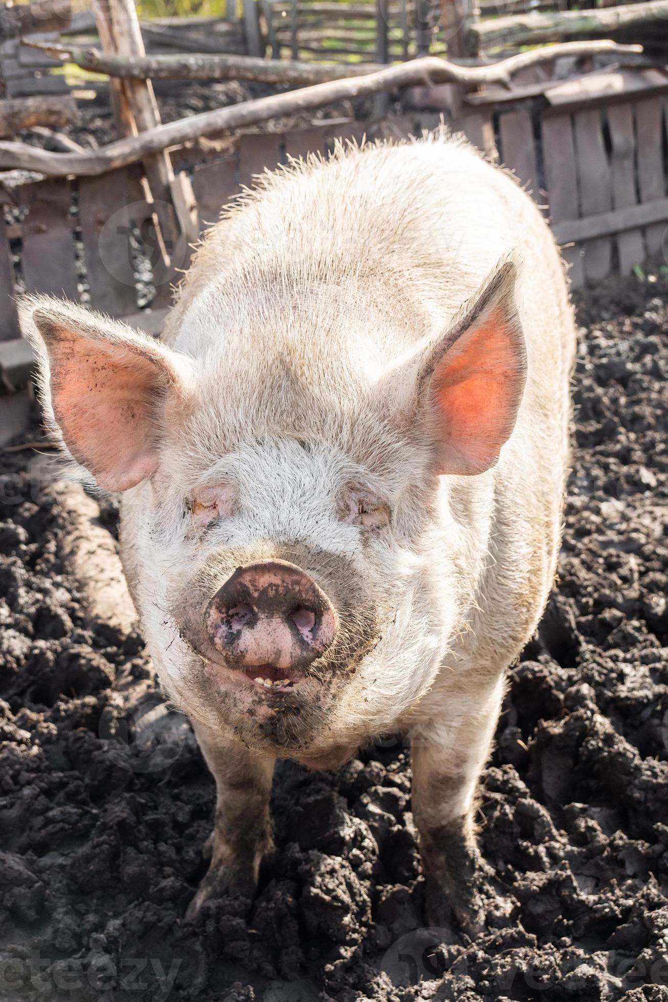 Discover The Untapped Wealth Of Hampshire Pig Farming - 5hzvz0t