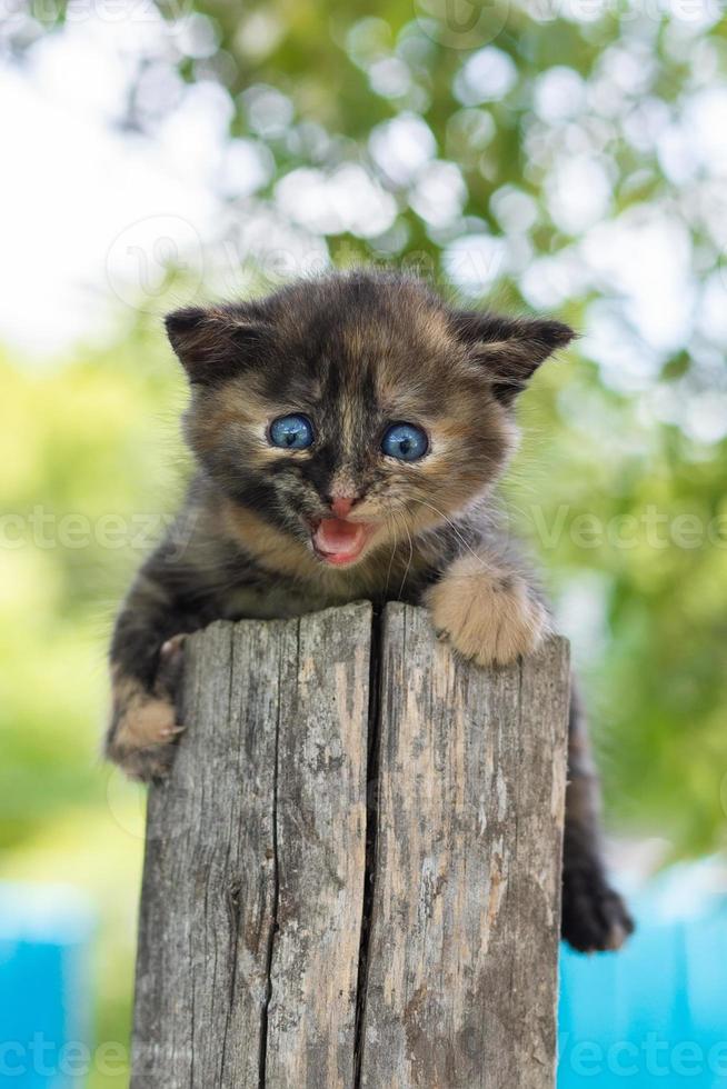 cat sitting in the grass.. photo