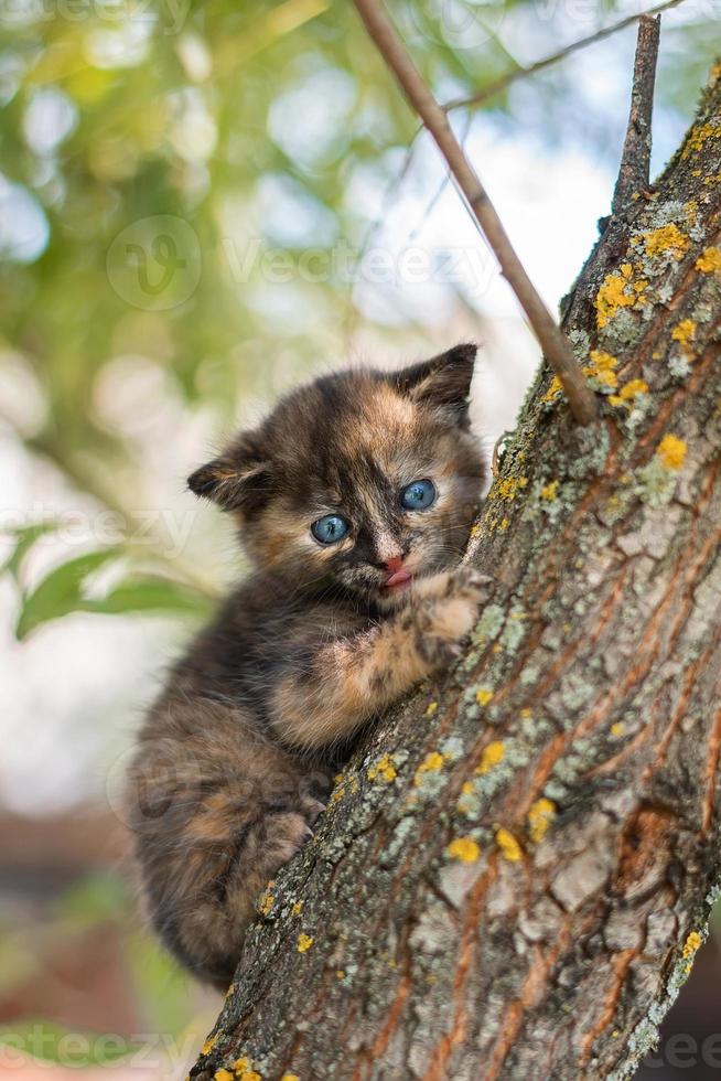 a small kitten on the fence photo