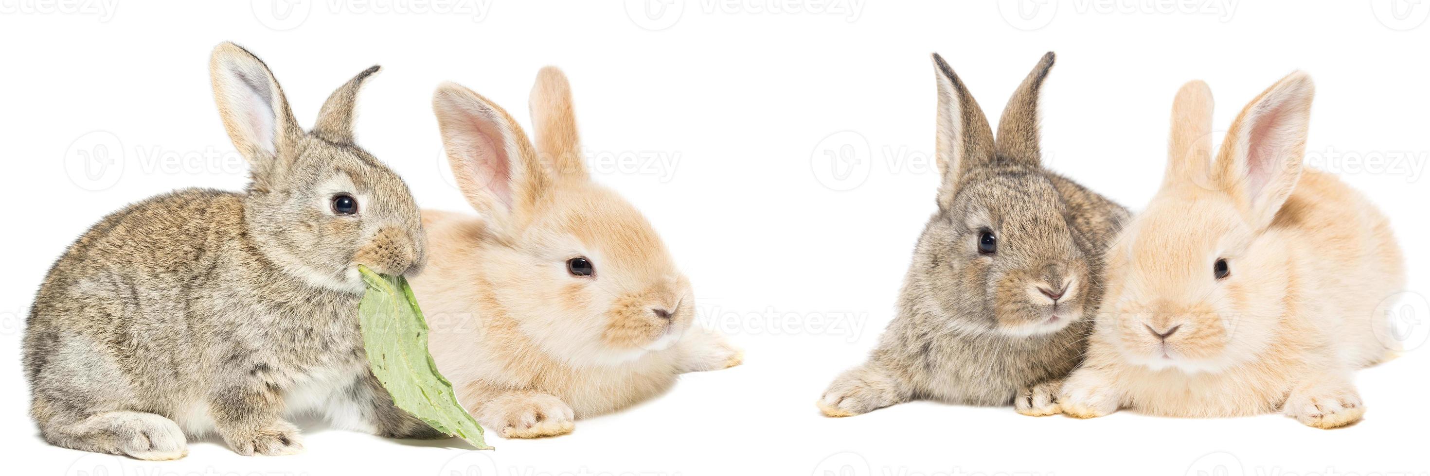 gray and red rabbit on a white background photo