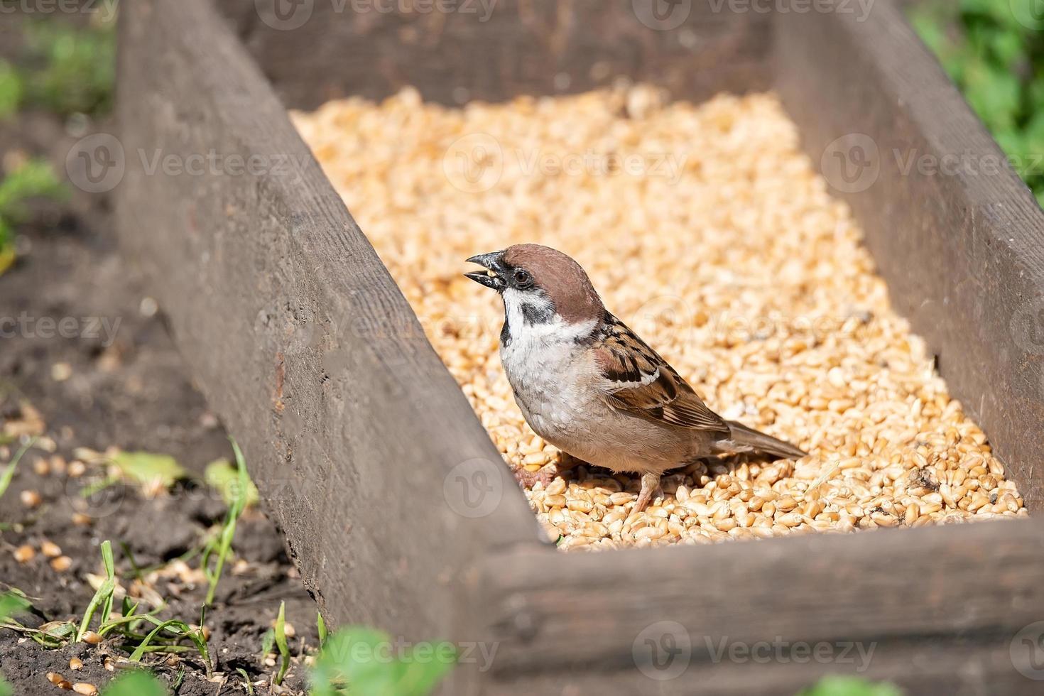 young sparrow on branch. photo