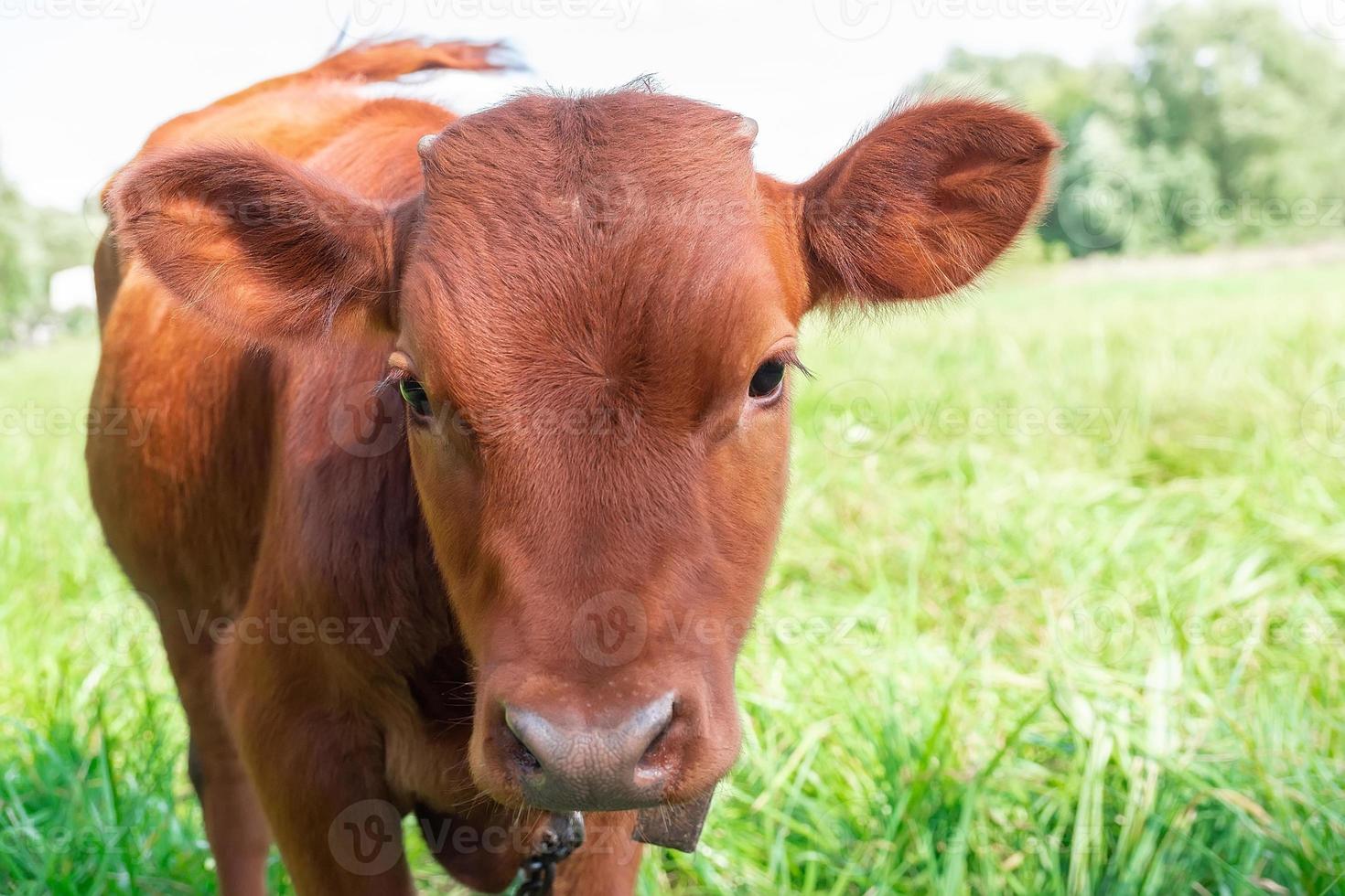 calf in the meadow. photo