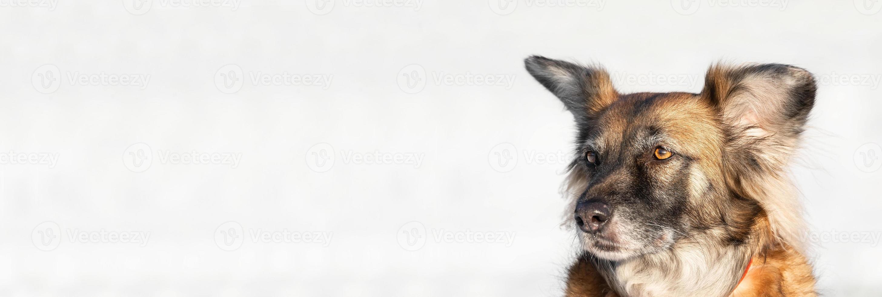 cute red with white dog mongrel on a winter background.. photo