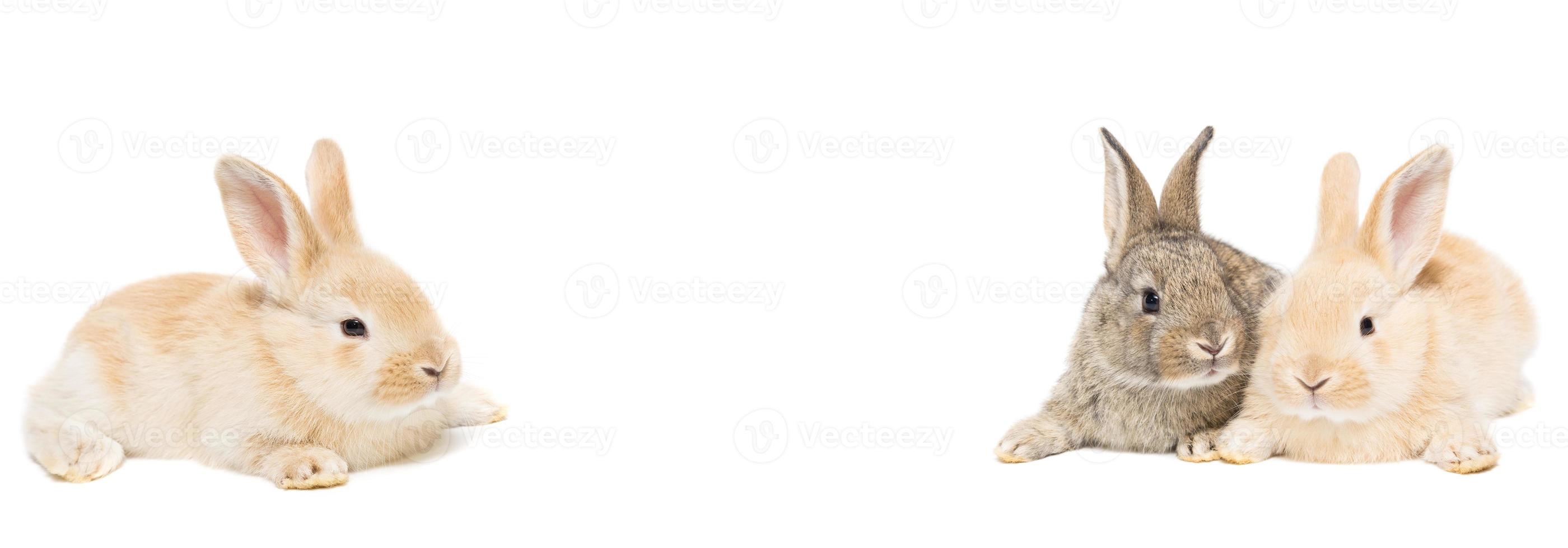 gray and red rabbit on a white background photo