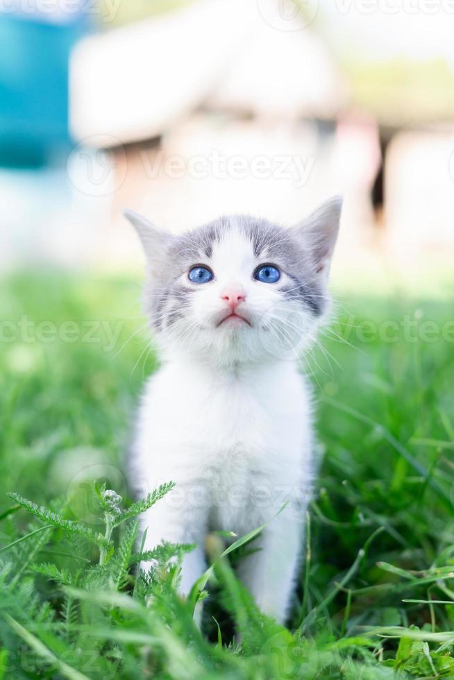 gato sentado en la hierba. foto
