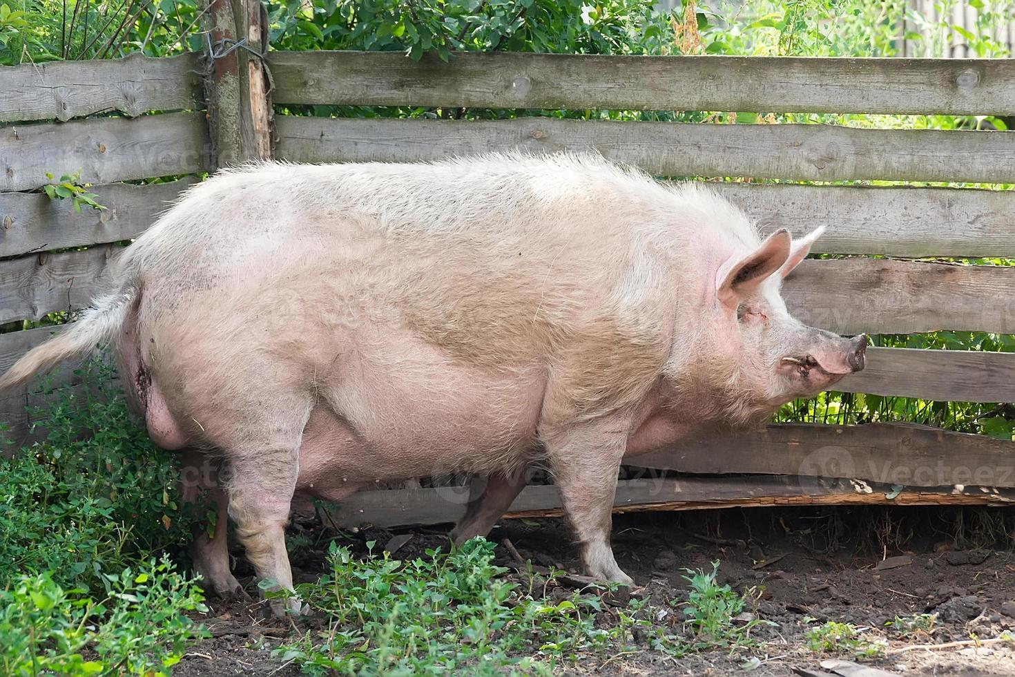 Pig farming raising and breeding of domestic pigs. photo