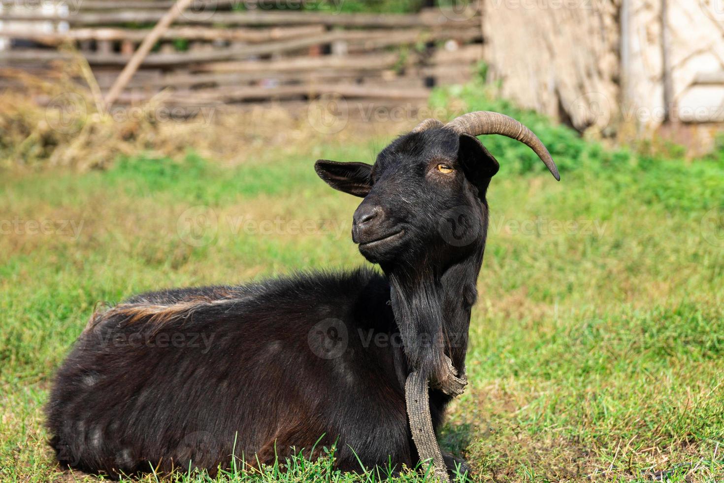 goat on grass photo