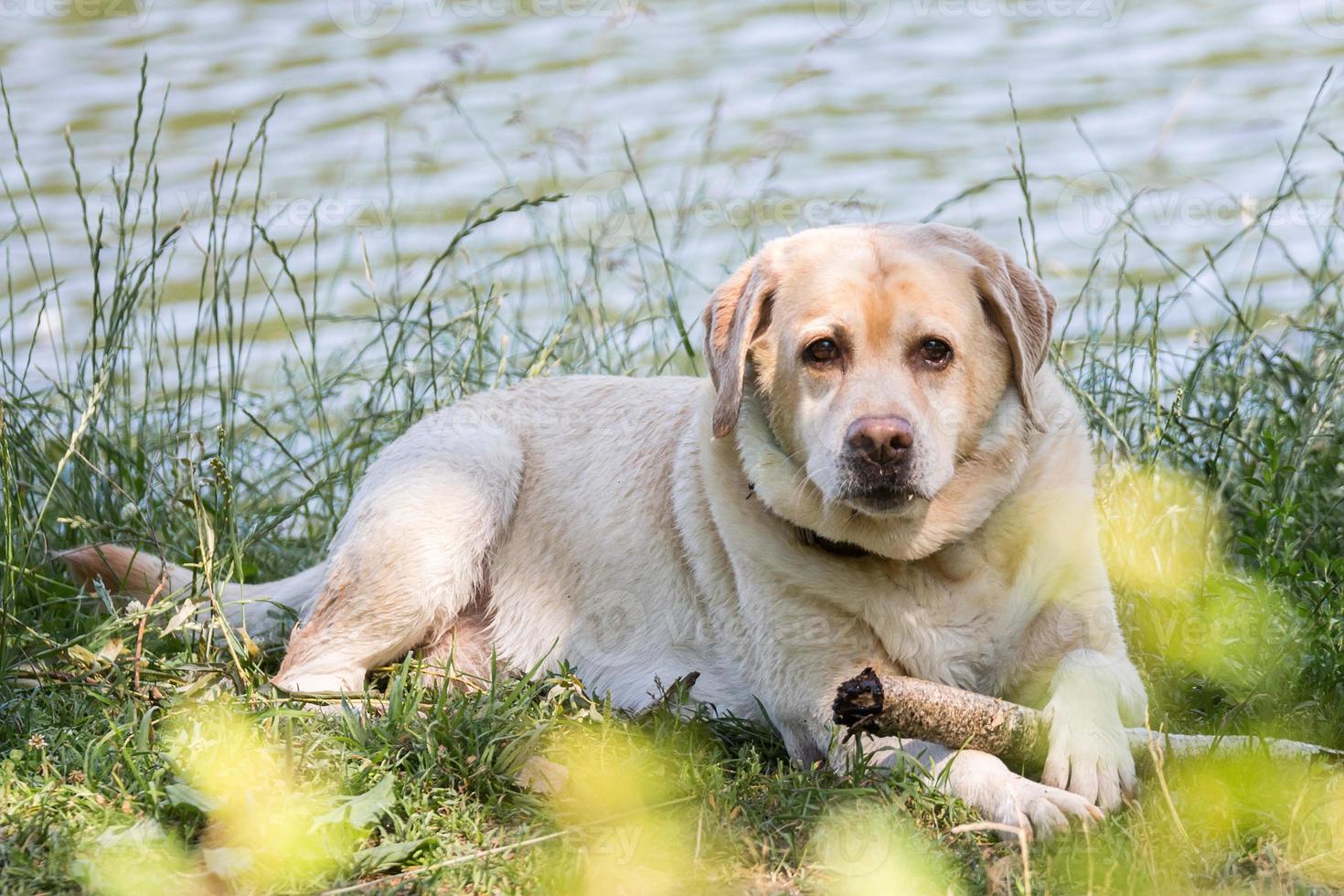 labrador retriever dog on the nature photo