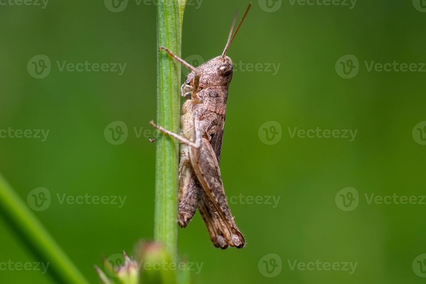 Chrysochraon dispar, large gold grasshopper, male. photo