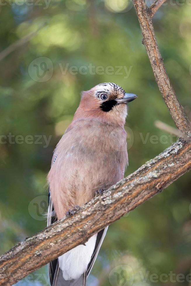 Jay on a branch in the park photo