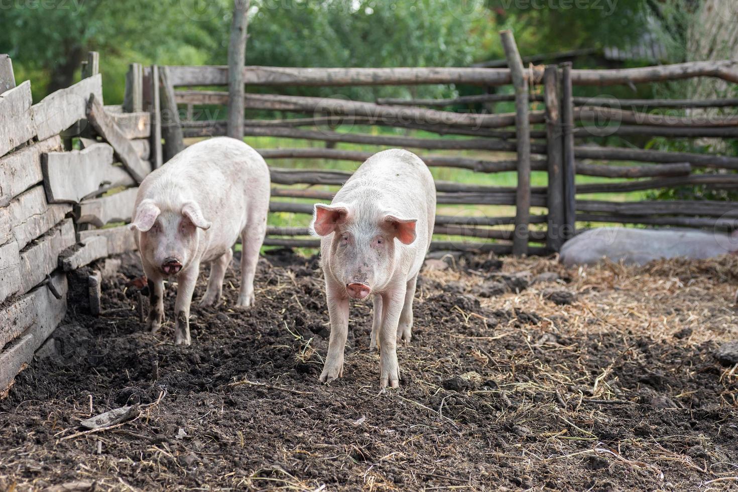 Pig farming raising and breeding of domestic pigs.. photo