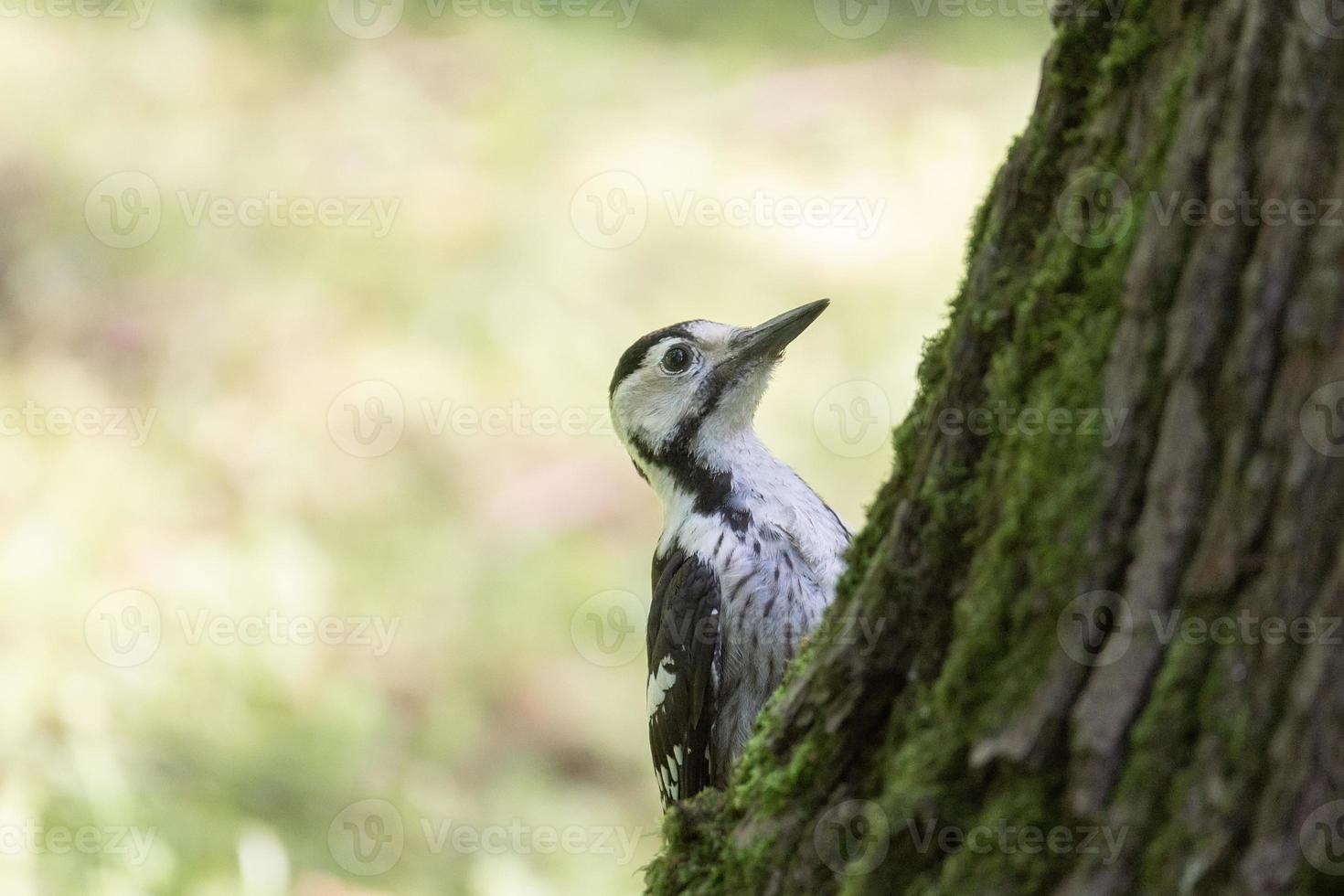 woodpecker in the park on a tree photo