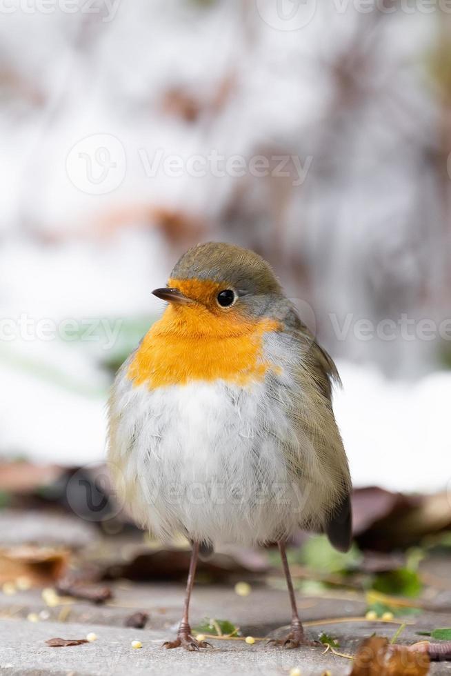 cute redbreast sitting in the snow. photo