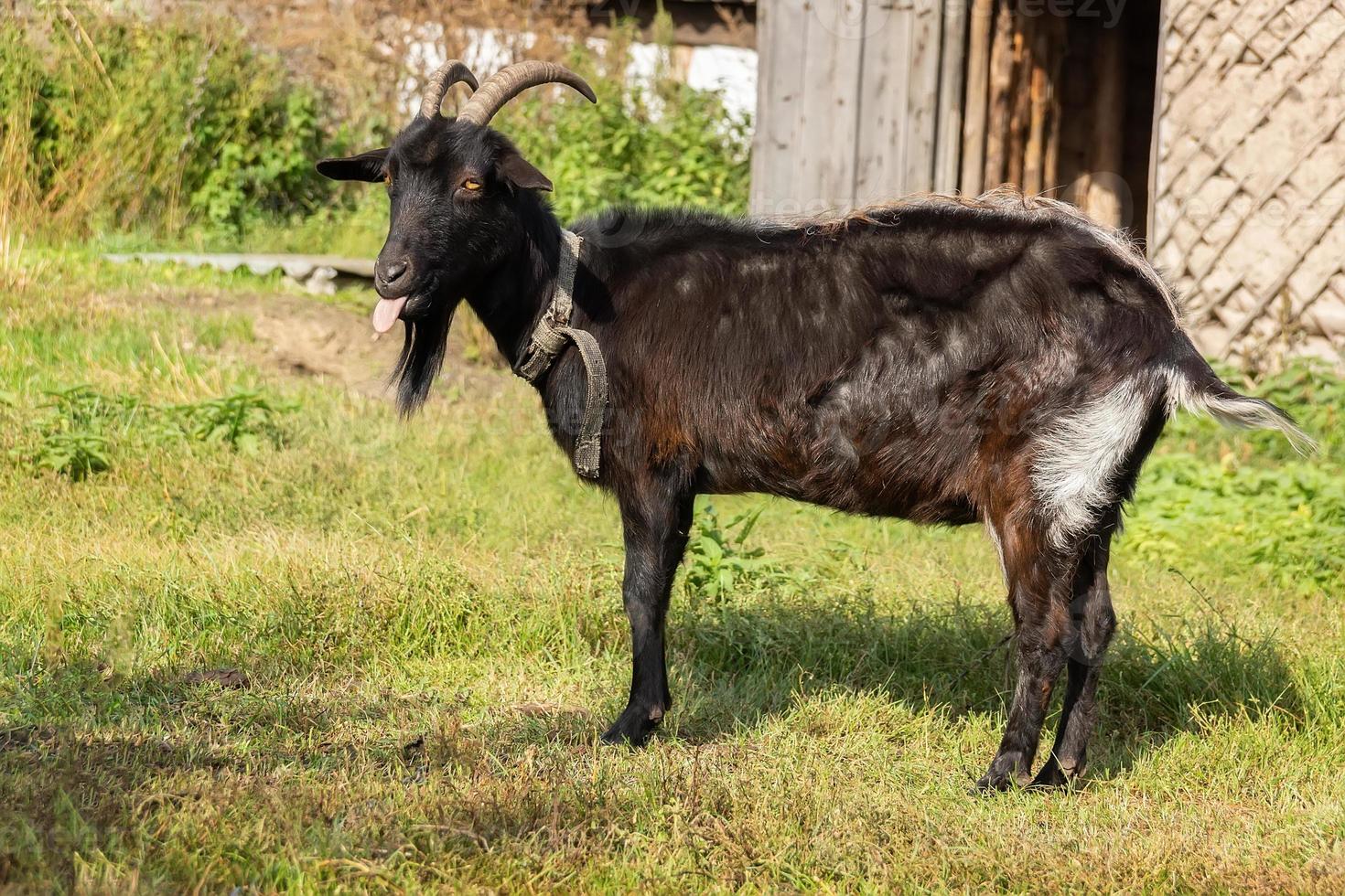 goat on grass photo