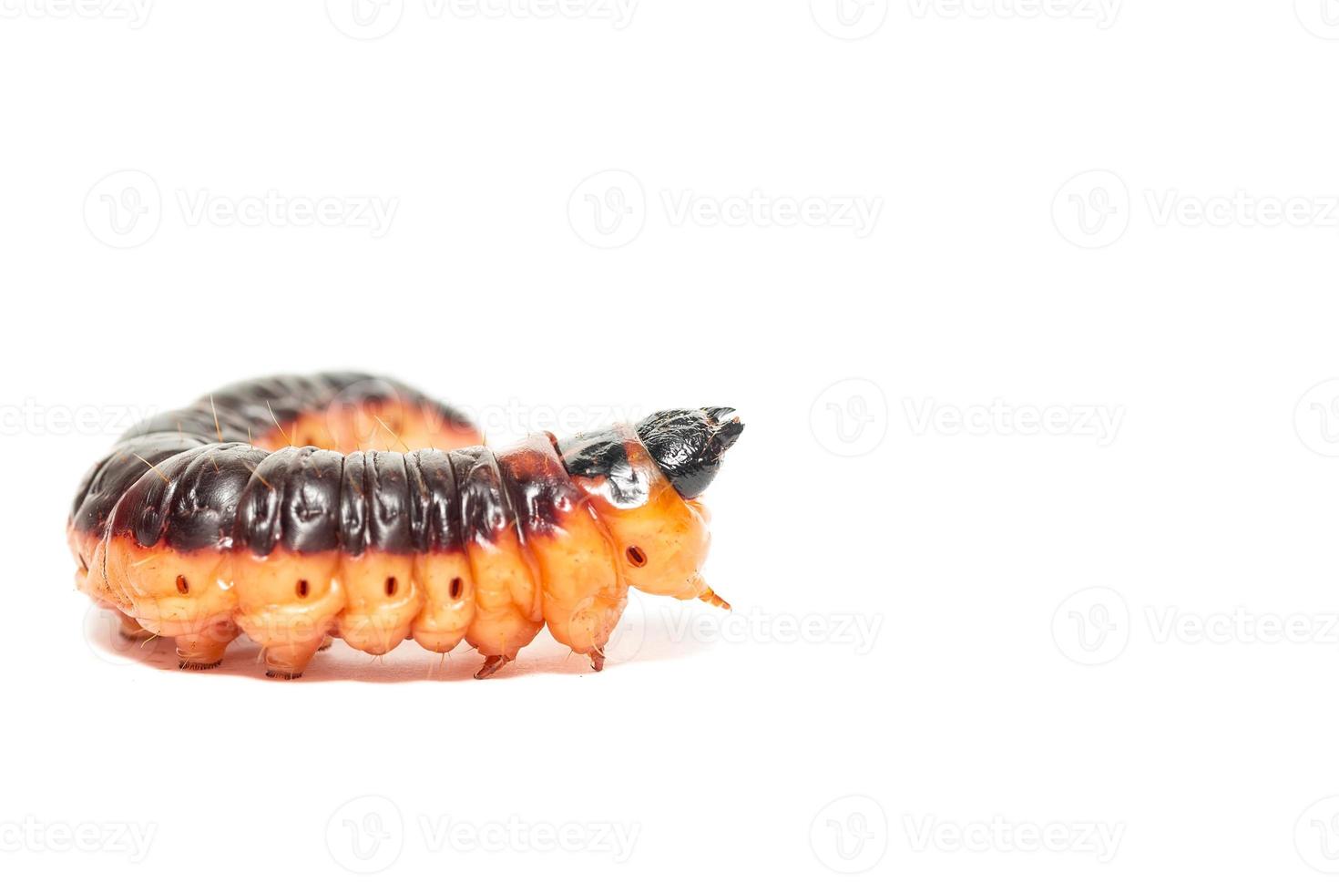 The big red catterpillar of Goat Moth Cossus cossus, isolated on white photo