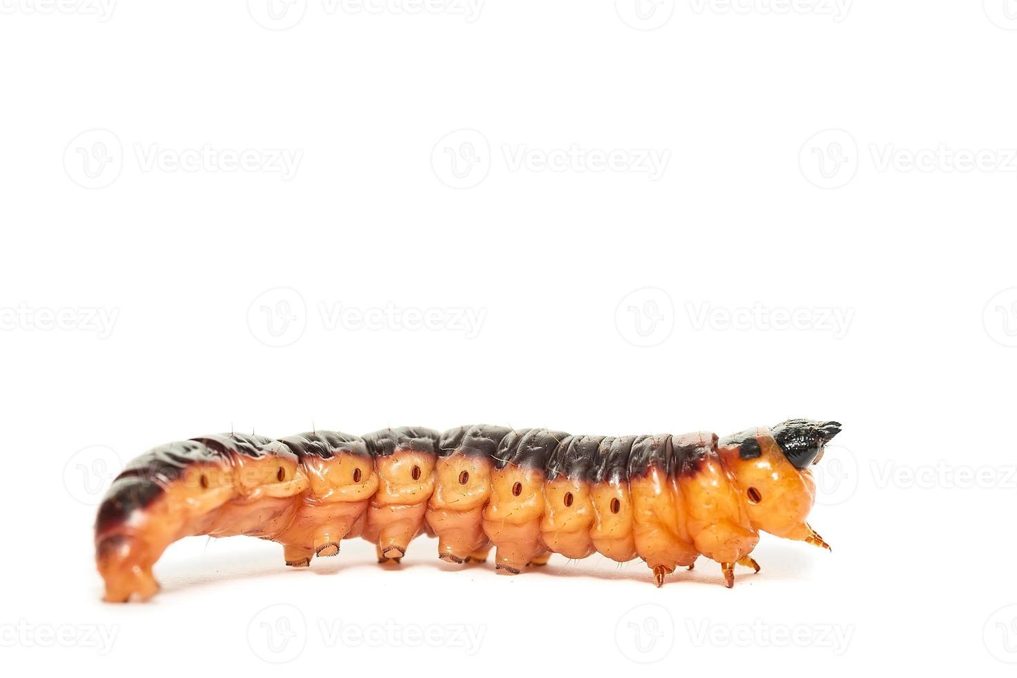 The big red catterpillar of Goat Moth Cossus cossus, isolated on white photo