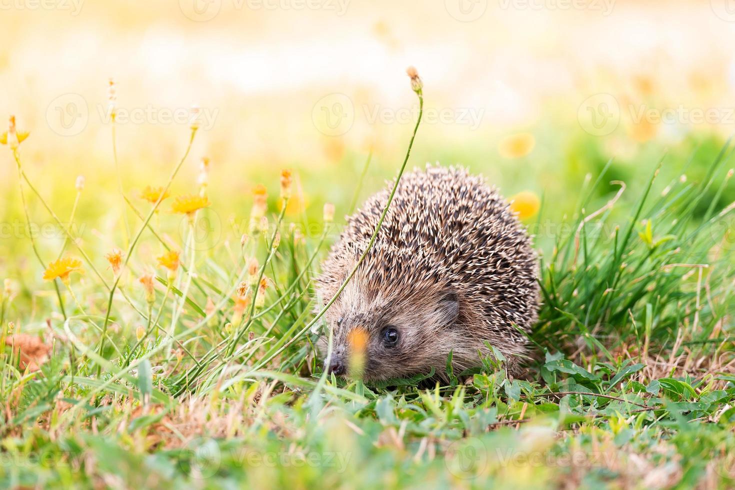 hedgehog on the grass. photo