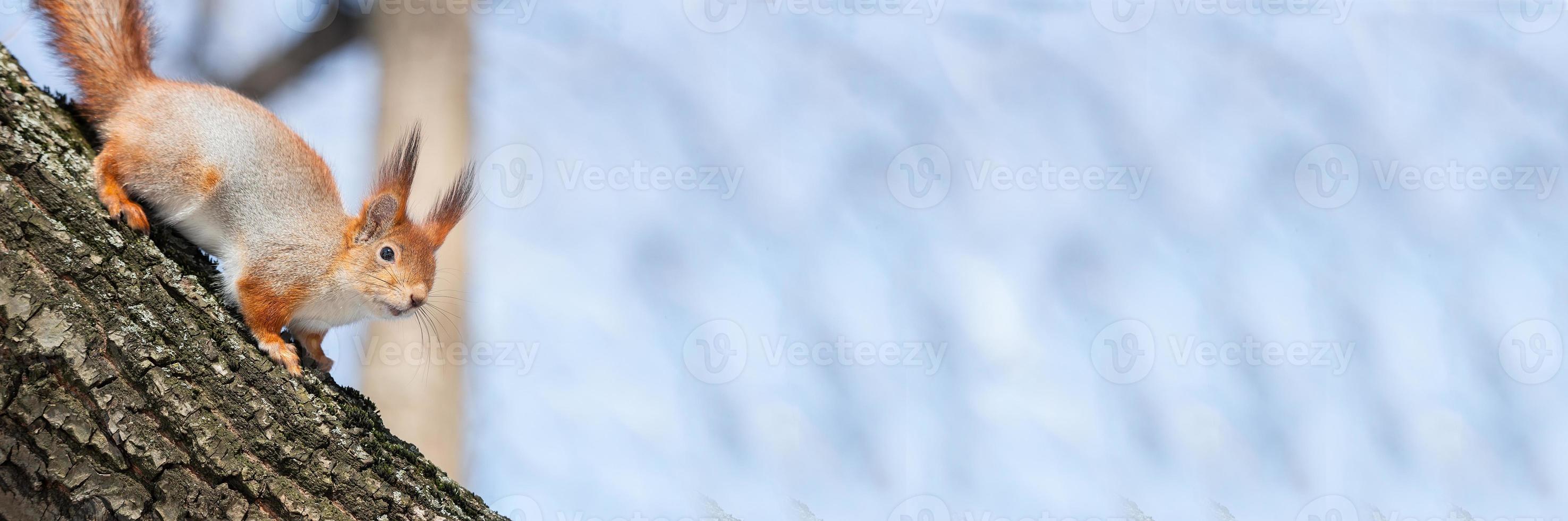 Squirrel in winter sits on a tree. photo