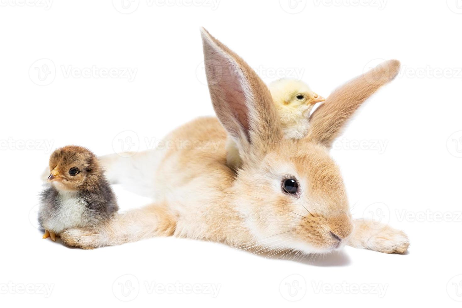 Felices Pascuas. pollos en conejito foto