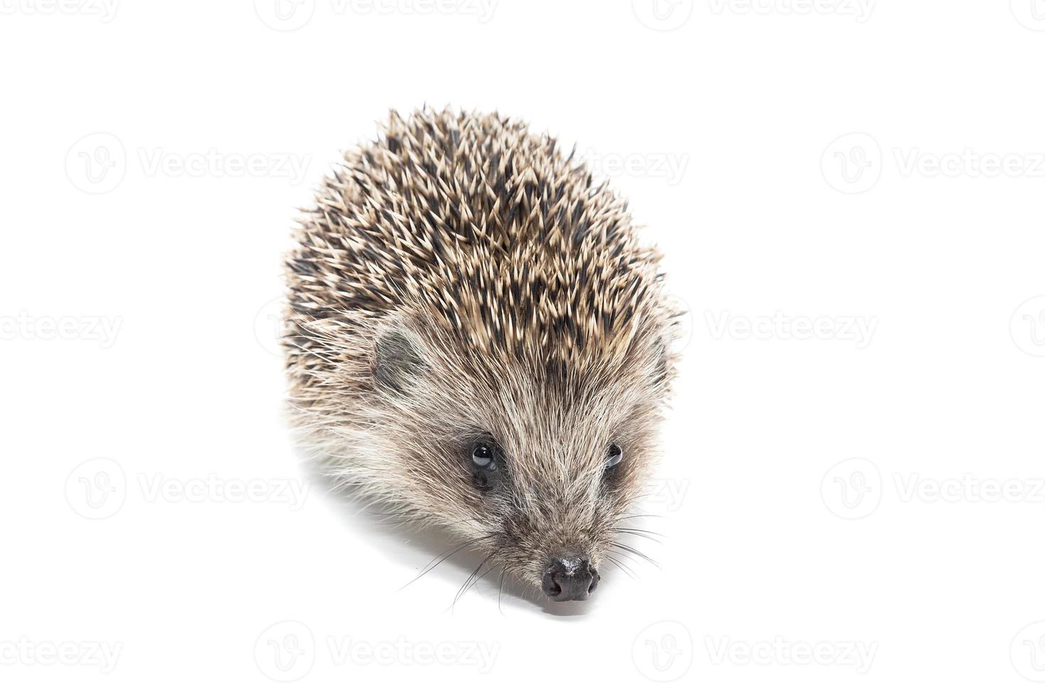 Hedgehog isolate on white background photo