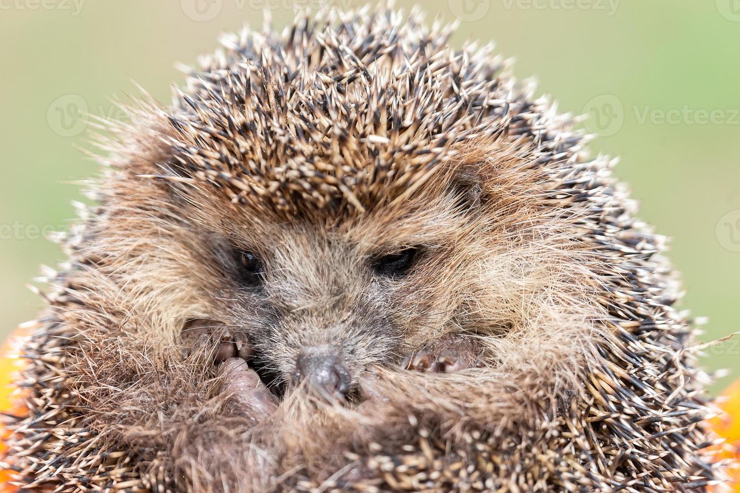 hedgehog on the grass. photo