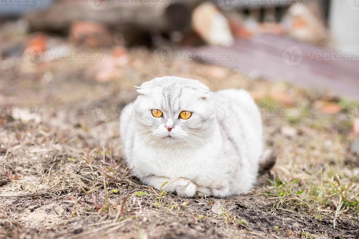 Grey cat on the grass. photo