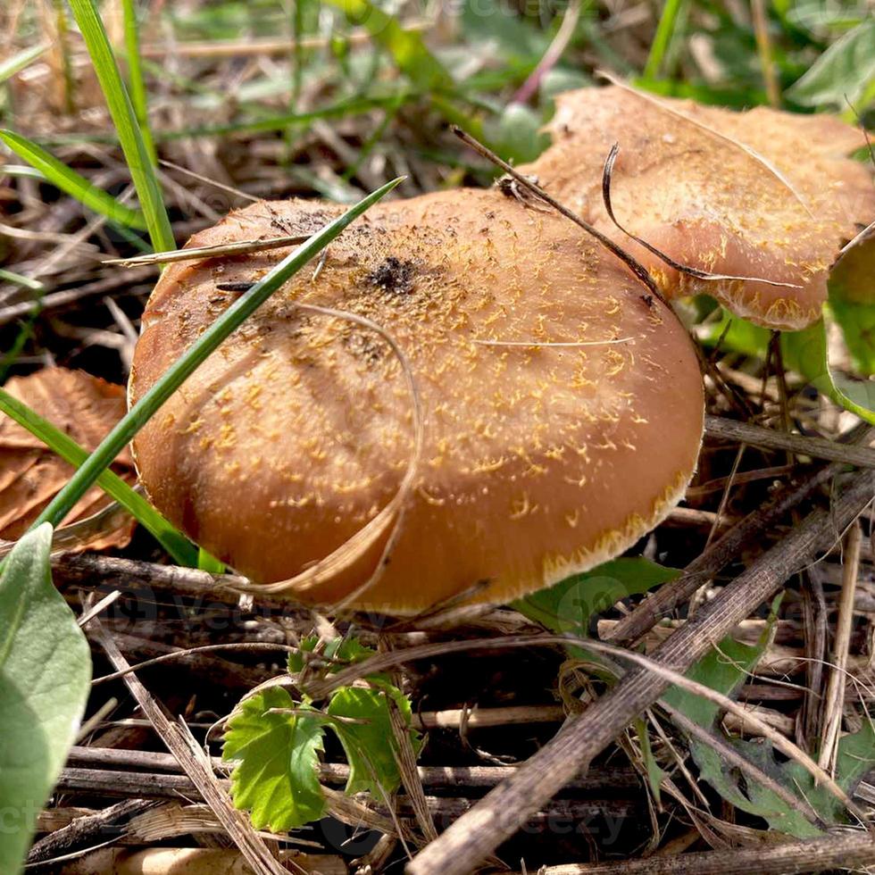 Mushrooms in the grass. Habitat. Mushrooms are not edible poisonous. photo