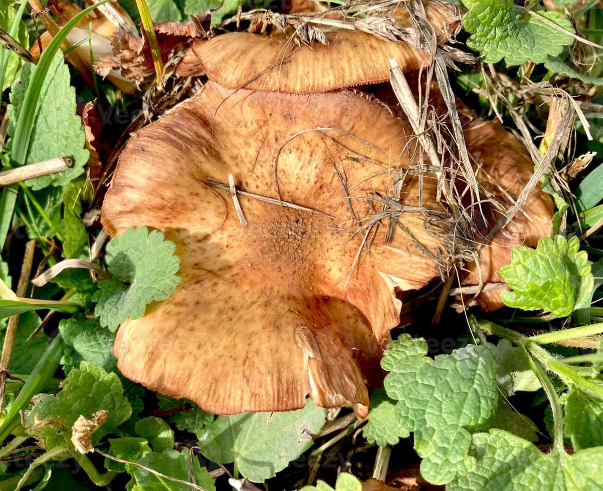 Mushrooms in the grass. Habitat. Mushrooms are not edible poisonous. photo