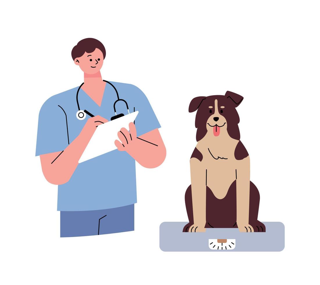 A veterinarian is checking the weight of a Border Collie. flat vector illustration.