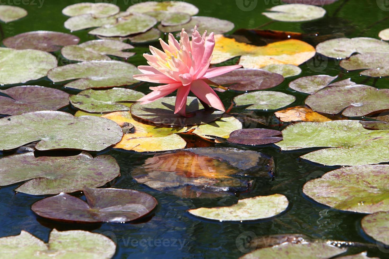Bright water lily flowers and large green leaves on a lake in Israel photo