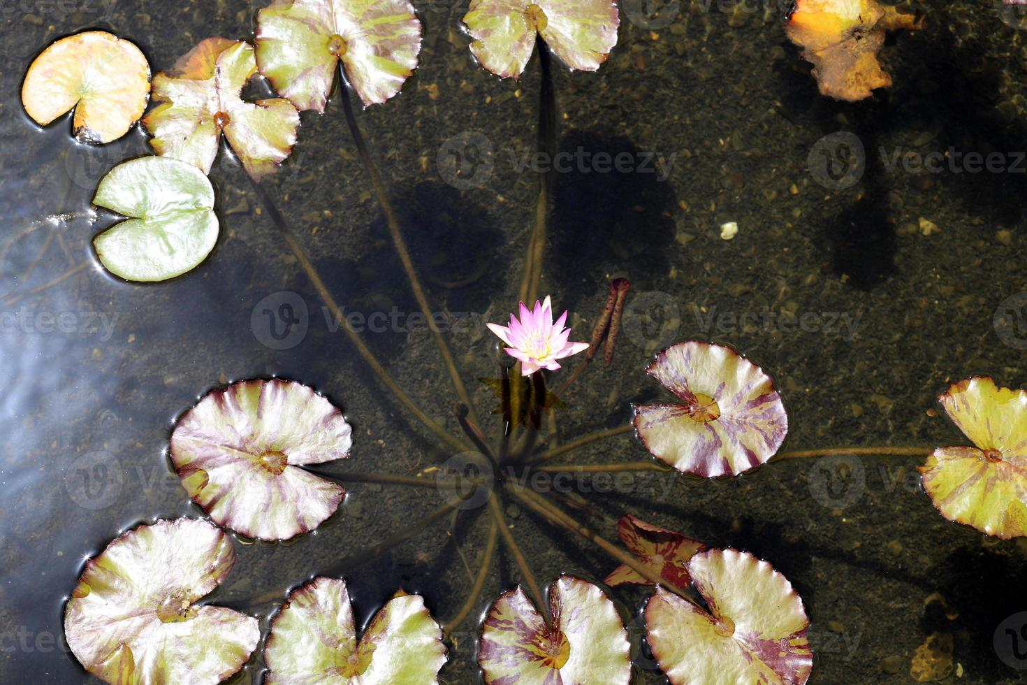 flores de lirio de agua brillante y grandes hojas verdes en un lago en israel foto