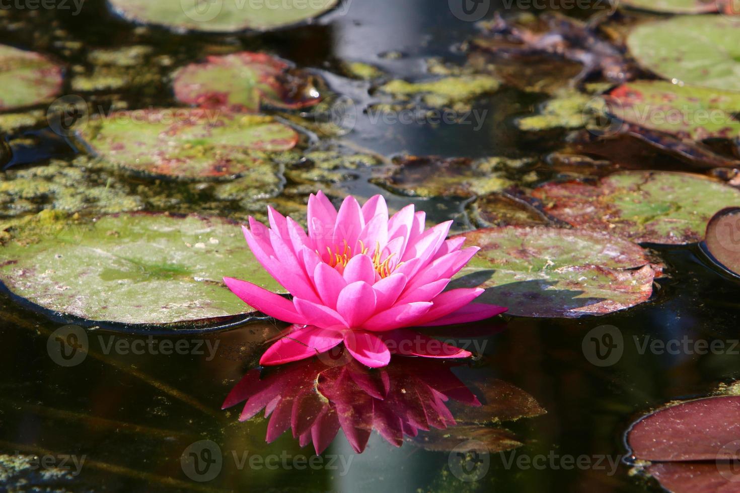 Bright water lily flowers and large green leaves on a lake in Israel photo