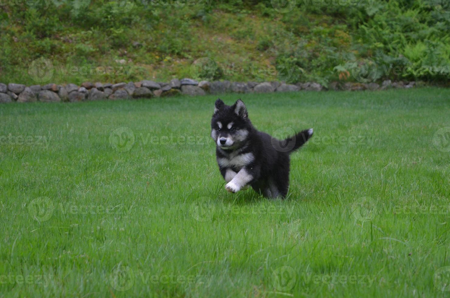 Running Jumping and Bounding Alusky Puppy Dog photo