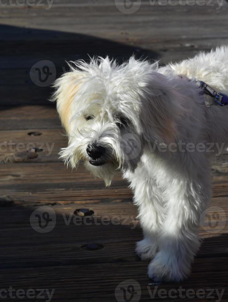 Cute Clipped White Maltese Pup on a Leash photo